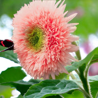 Pink Pooh Sunflower flowers growing in a colorful garden
