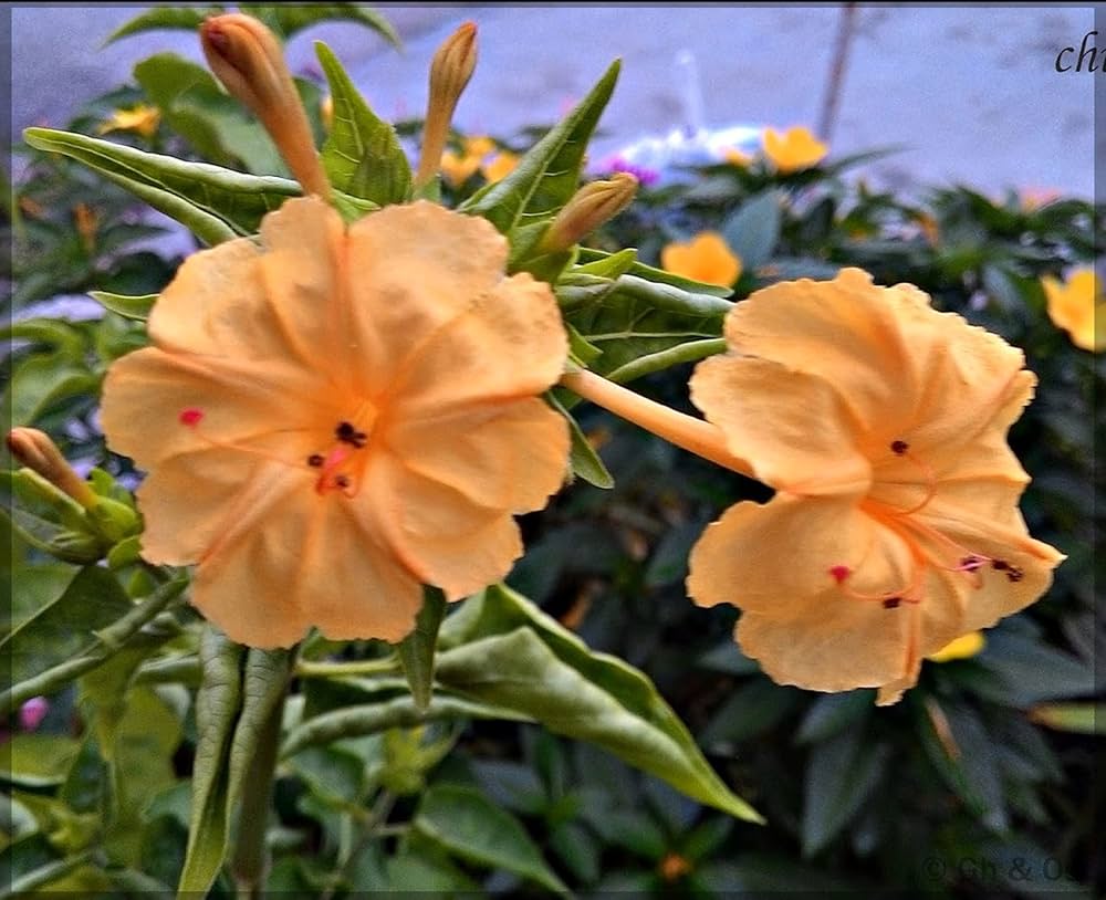 Orange Mirabilis Flower seeds for Planting Attractive Flowers Heirloom & GMO Free Seeds For Home Garden 
 
 Sale