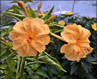 Orange Mirabilis Flower Seeds for Planting Seasonal Bloomer Heirloom & GMO Free Seeds for Home Garden
 
 Sale