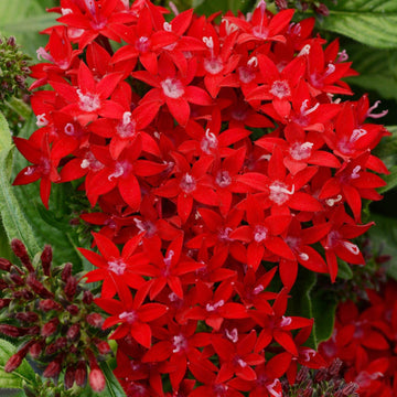 Heirloom Pentas Lanceolata Flower seeds for Planting Long Bloom Season Heirloom & GMO Free Seeds for Home Garden