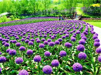 Purple Giant Allium Giganteum Rare Flower Seeds