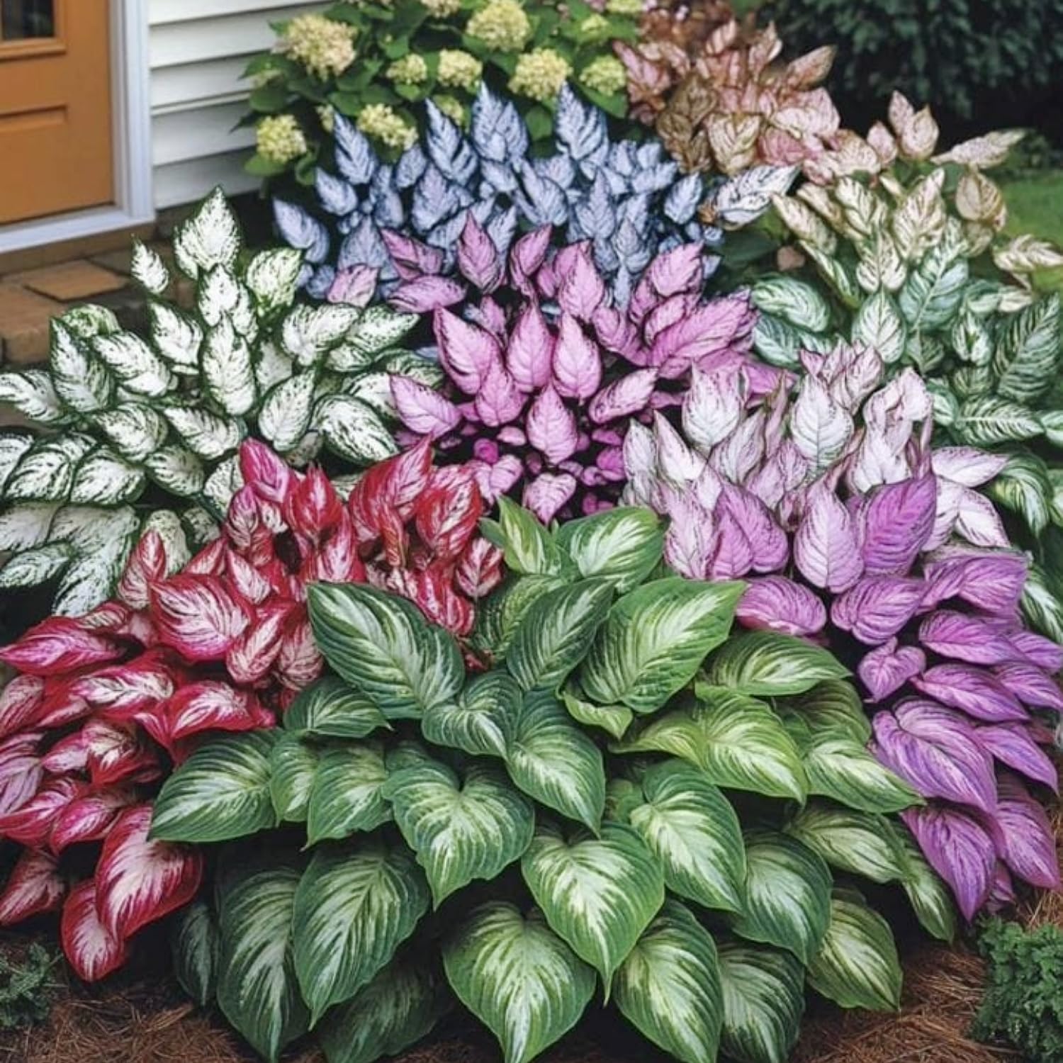 Hosta mix with varied foliage in a perennial garden
