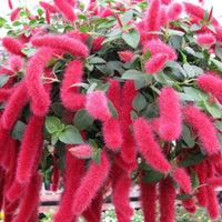 Pink Acalypha Chenille Flower seeds for Planting - Pollinator Friendly, Heirloom & GMO Free Seeds for Home Garden