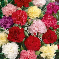 Carnation Seeds, Perennial Flowers, Potted Garden Plants, 16 Colors Available