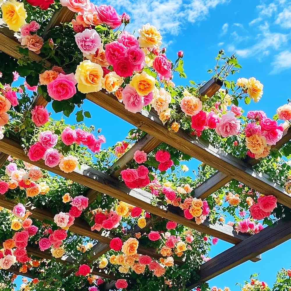 Colorful hybrid rose flowers blooming in a sunny garden bed.