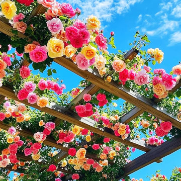 Colorful hybrid rose flowers blooming in a sunny garden bed.