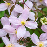 Clematis Montana Flower seeds for Planting - Easy to Grow, Heirloom & GMO Free Seeds for Home Garden