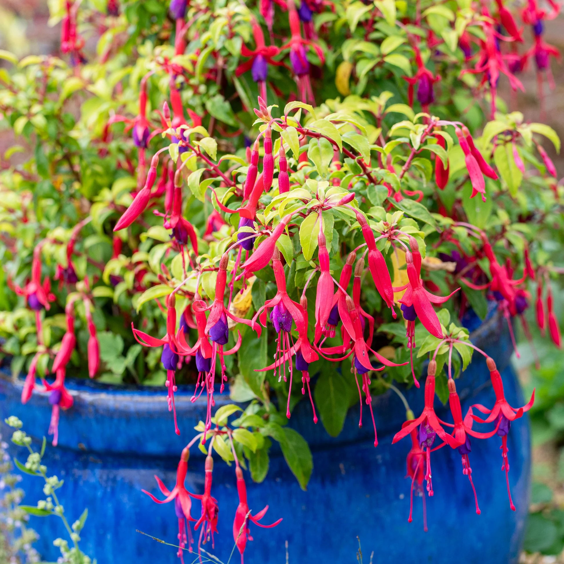 Fuchsia Cooperi Flower seeds for Planting - Pollinator Friendly, Heirloom & GMO Free Seeds for Home Garden