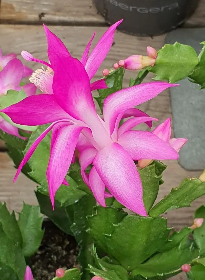 Zygocactus Truncatus Flower seeds for Planting Sun Loving Heirloom & GMO Free Seeds for Home Garden