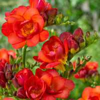 Colorful fragrant Freesia flowers growing in a garden