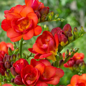 Colorful fragrant Freesia flowers growing in a garden