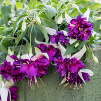 Lavender Fuchsia Flower Seeds for Planting Cottage Garden Essential Heirloom & GMO Free Seeds for Home Garden
 
 Sale