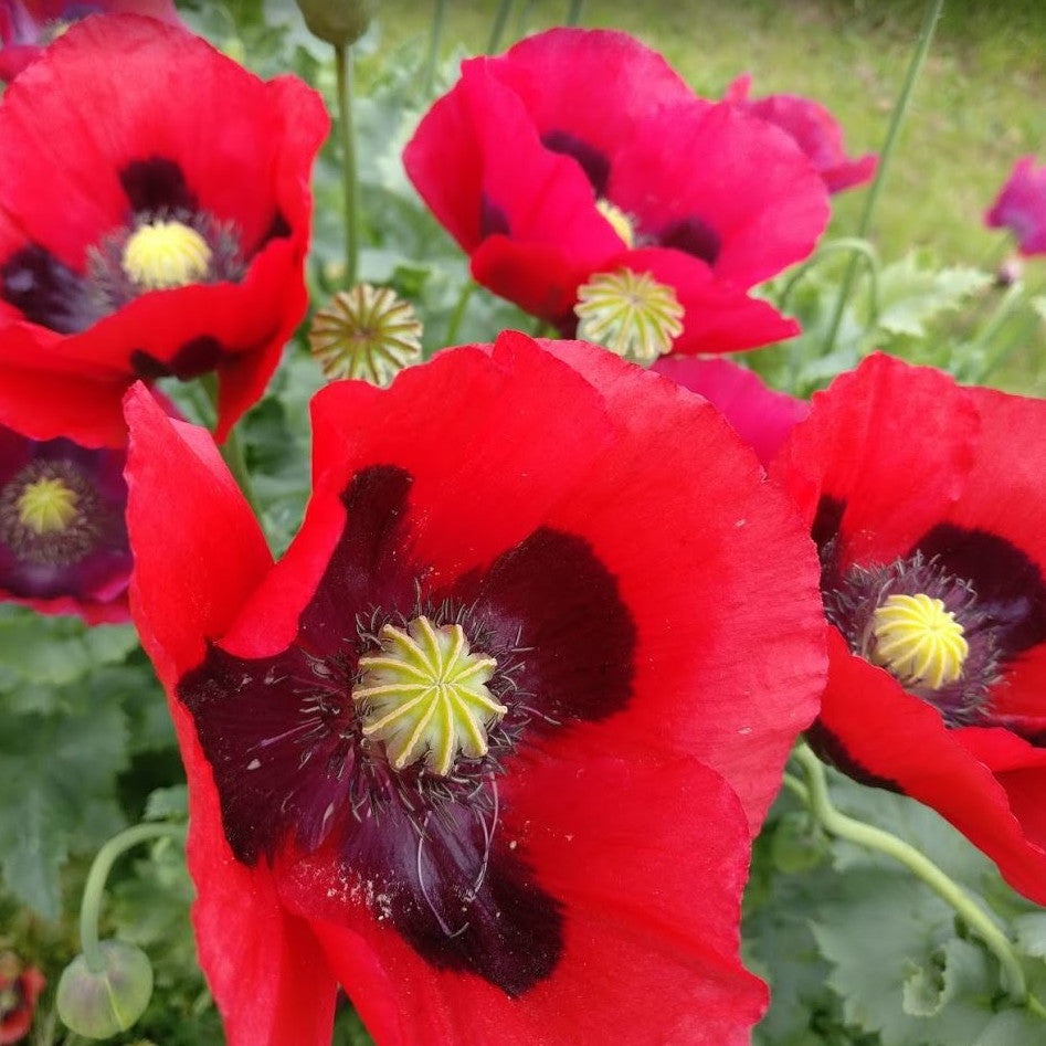 Bright seasonal blooms of Papaver somniferum Summer Blaze in a landscape setting.