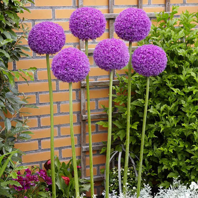 100 Pcs