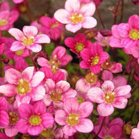 Heirloom Saxifraga Mossy Flower seeds for Planting Low Maintenance Heirloom & GMO Free Seeds for Home Garden