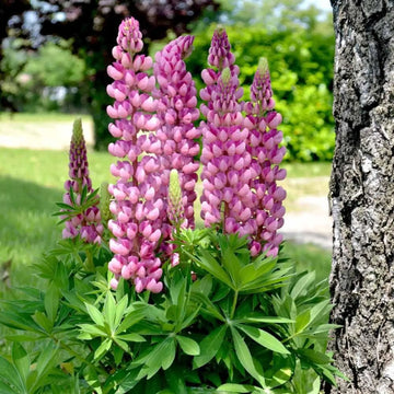 Pink Lupine Flower Seeds - Vibrant Planting Seeds for Colorful Gardens