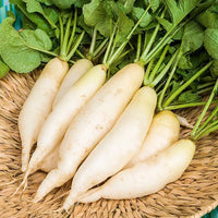 Daikon Radish Seeds for Home Garden, Raised Beds, Containers & Outdoor Vegetable Growing