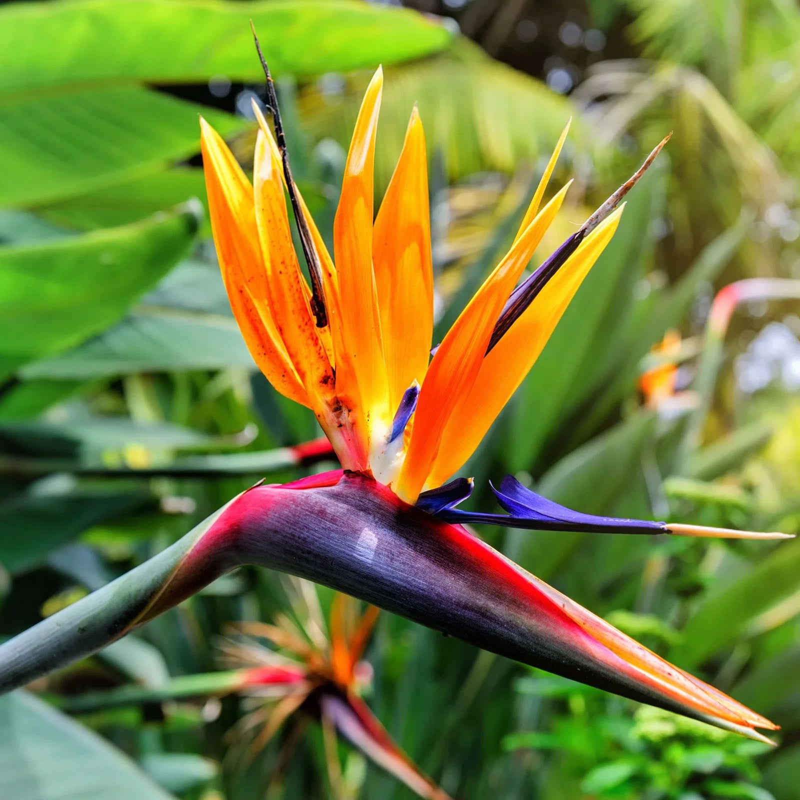 Yellow Blue Strelitzia Reginae flower seeds for Planting Cut Flower Favorite Heirloom & GMO Free Seeds for Home Garden
