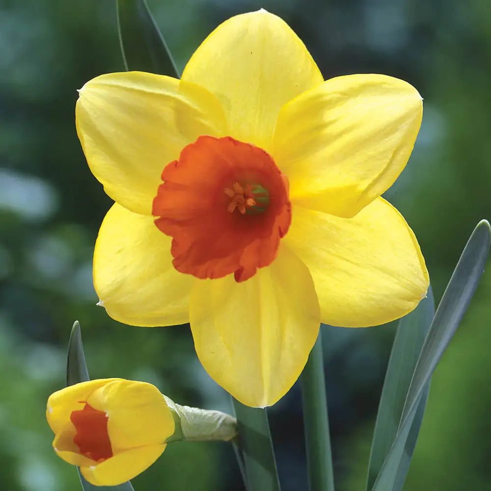 Yellow Red Daffodil Seeds, Heirloom Non-GMO Pollinator-Friendly Flowers for Garden Planting
