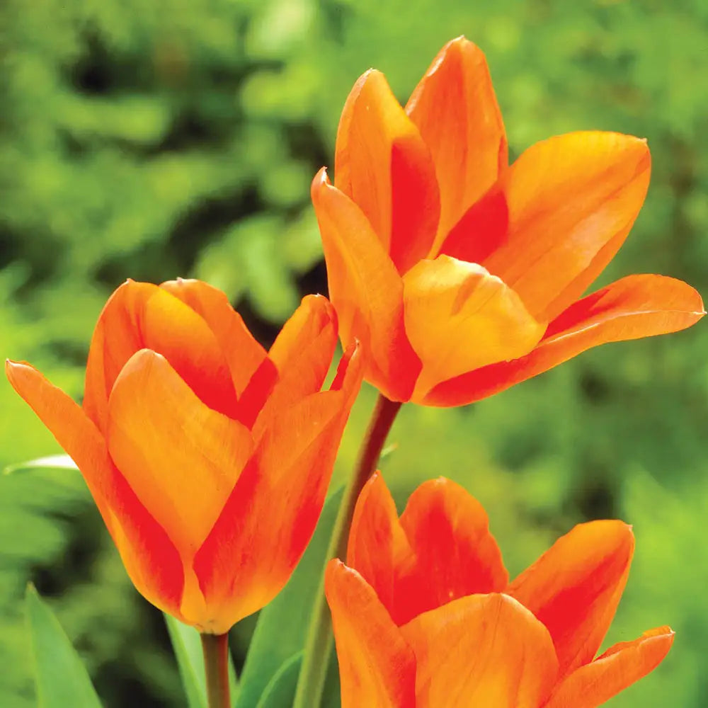 Tulip Orange Flower seeds for Planting - Drought Tolerant, Heirloom & GMO Free Seeds for Home Garden