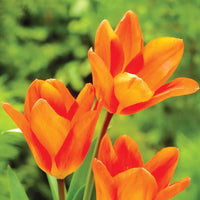 Tulip Orange Flower seeds for Planting - Drought Tolerant, Heirloom & GMO Free Seeds for Home Garden