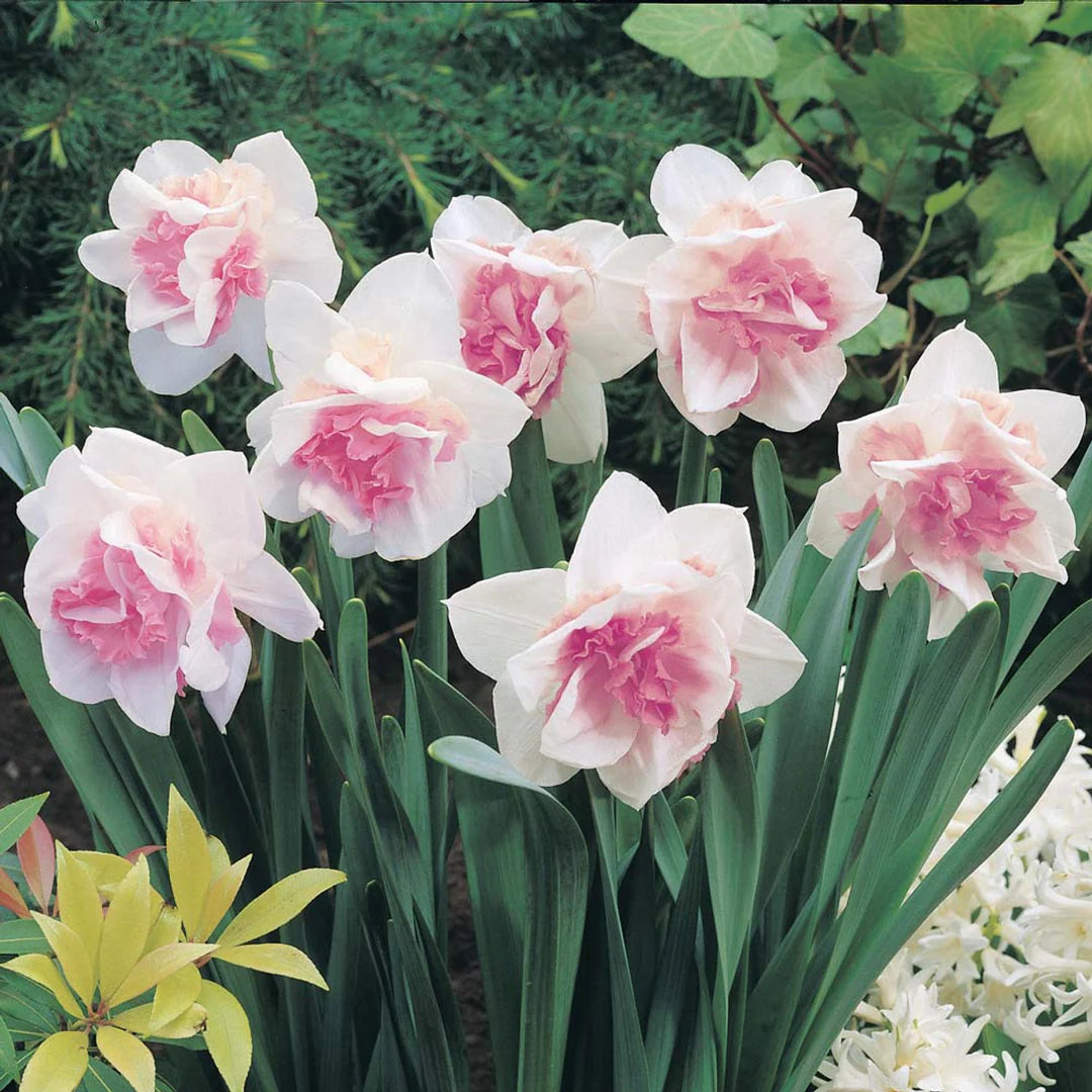 Baby Pink Daffodil Flower Seeds Flower seeds for Planting Pollinator Friendly Heirloom & GMO Free Seeds for Home Garden
