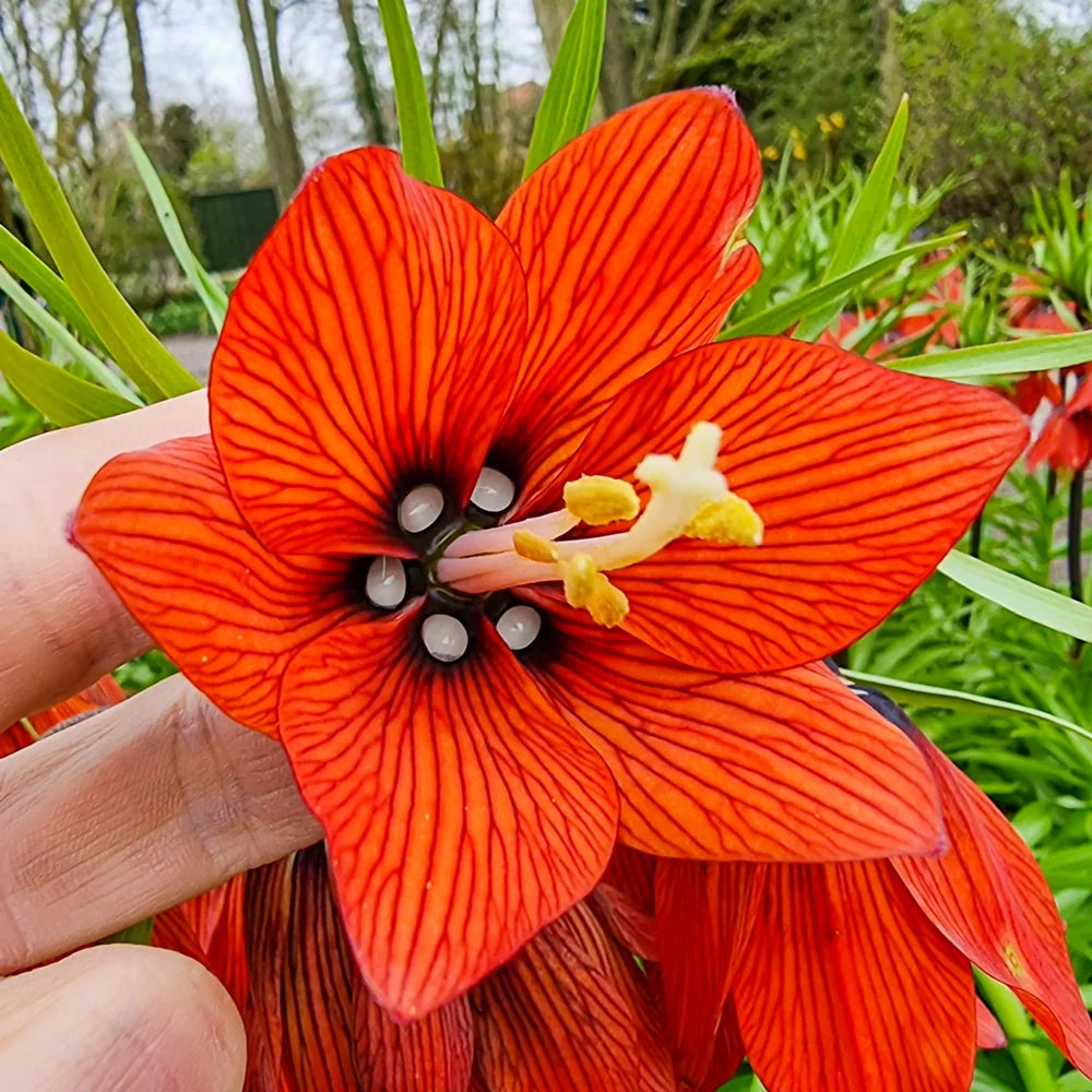 Red Fritillaria Imperialis Flower seeds for Planting - Wildflower Mix, Heirloom & GMO Free Seeds for Home Garden