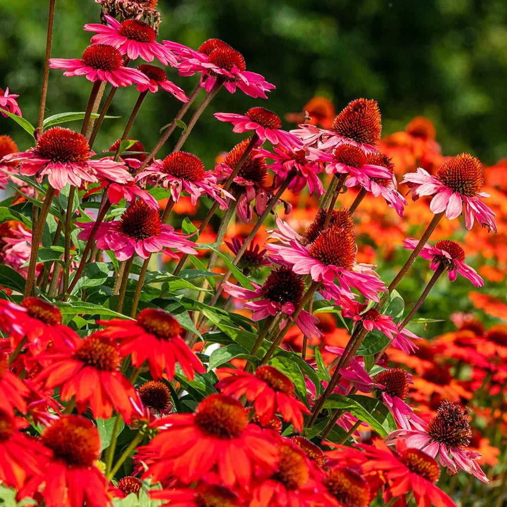Mixed Color Echinacea flower seeds for planting in home gardens