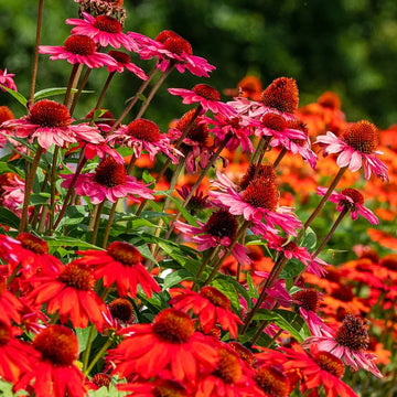 Mixed Color Echinacea flower seeds for planting in home gardens