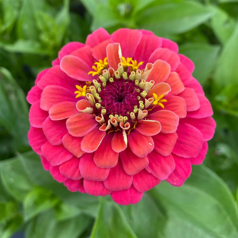 Carrousel Mix Zinnia Seeds for Colorful Garden Displays