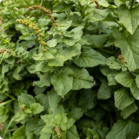 King Henry Plant Seeds for Planting – Non-GMO Garden Seeds