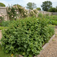 Non-GMO King Henry Planting Seeds for Home Garden