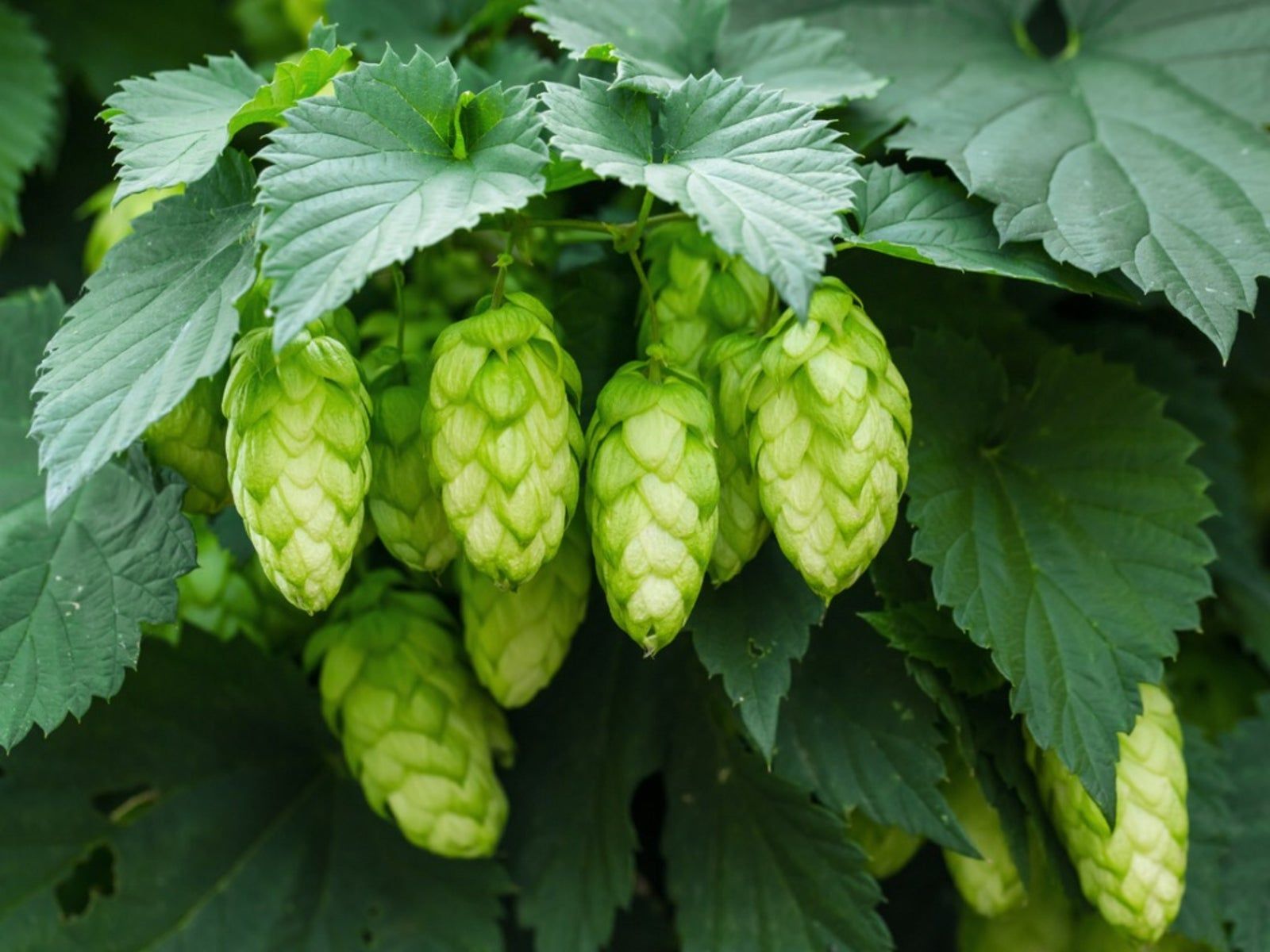 Green Humulus Lupulus Flower seeds for Planting - Cut Flower Favorite, Heirloom & GMO Free Seeds for Home Garden