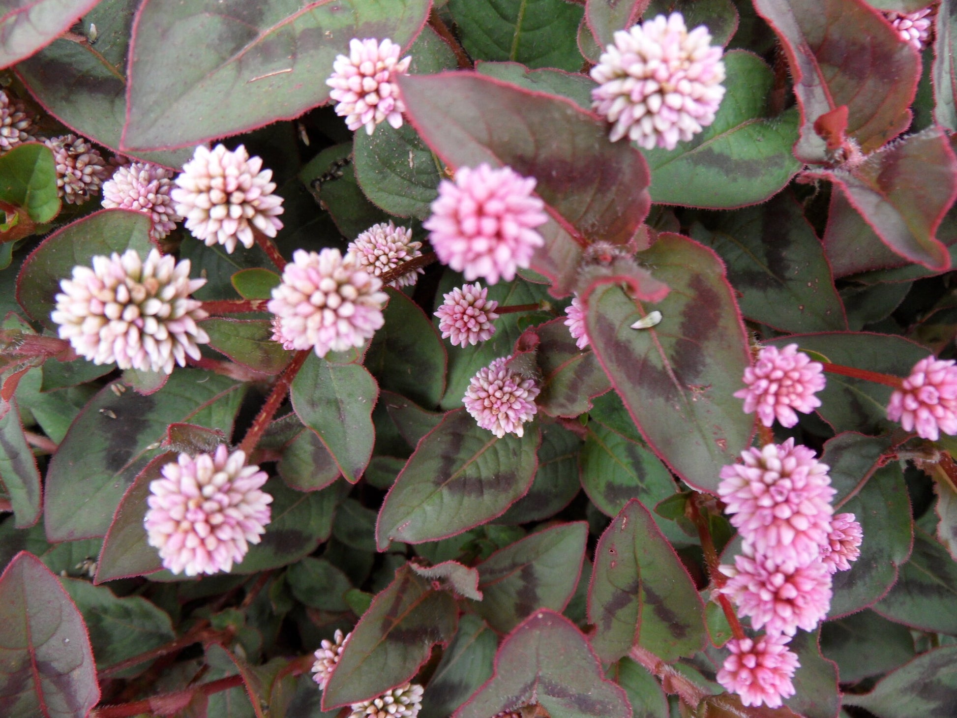 Capitata Flower seeds for Planting - Drought Tolerant, Heirloom & GMO Free Seeds for Home Garden
