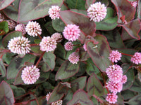 Polygonum Capitatum Flower seeds for Planting Low Maintenance Heirloom & GMO Free Seeds for Home Garden