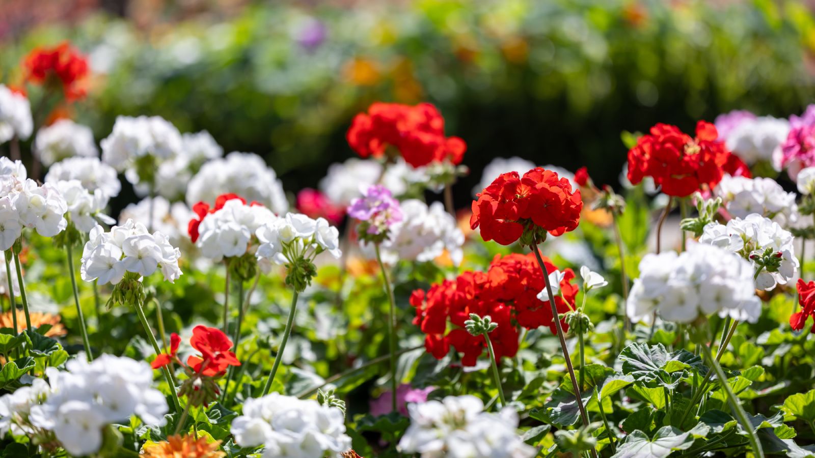 Green Geranium Flower seeds for Planting - Easy to Grow, Heirloom & GMO Free Seeds for Home Garden