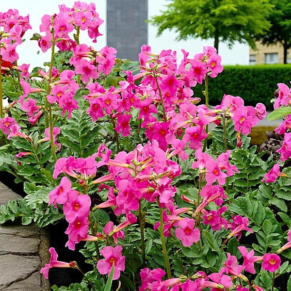 Pink Incarvillea Flower seeds for Planting - Low Maintenance, Heirloom & GMO Free Seeds for Home Garden