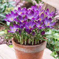 Purple Crocus Flower Seeds – Long Bloom Season Heirloom & NonGMO for Home Garden
 
 Sale