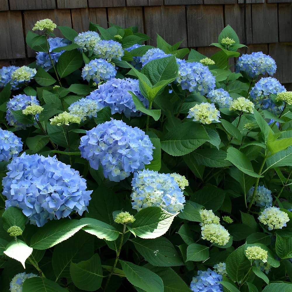 Green Hydrangea Flower seeds for Planting Seasonal Bloomer Heirloom & GMO Free Seeds for Home Garden 
 
 Sale
