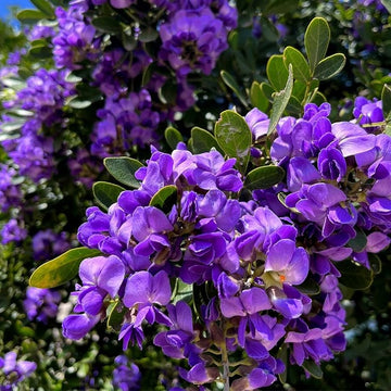 Texas Mountain Laurel Mescal Bean Flower seeds for Planting - Shade Tolerant, Heirloom & GMO Free Seeds for Home Garden