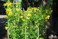 Yellow Flower Pot Flower seeds for Planting - Cut Flower Favorite, Heirloom & GMO Free Seeds for Home Garden
 
 Sale seeds for home garden