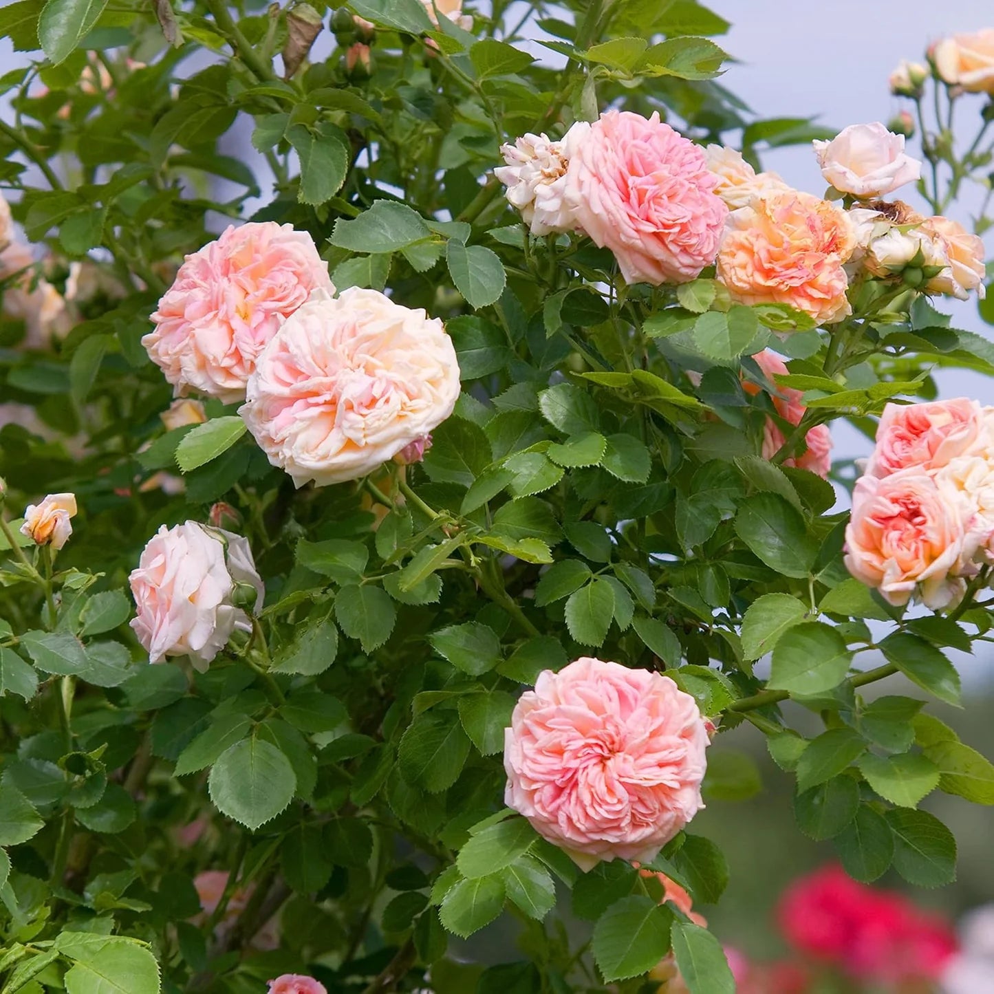 White Pink Rose Flower seeds for Planting Easy to Grow Heirloom & GMO Free Seeds for Home Garden 
 
 Sale
