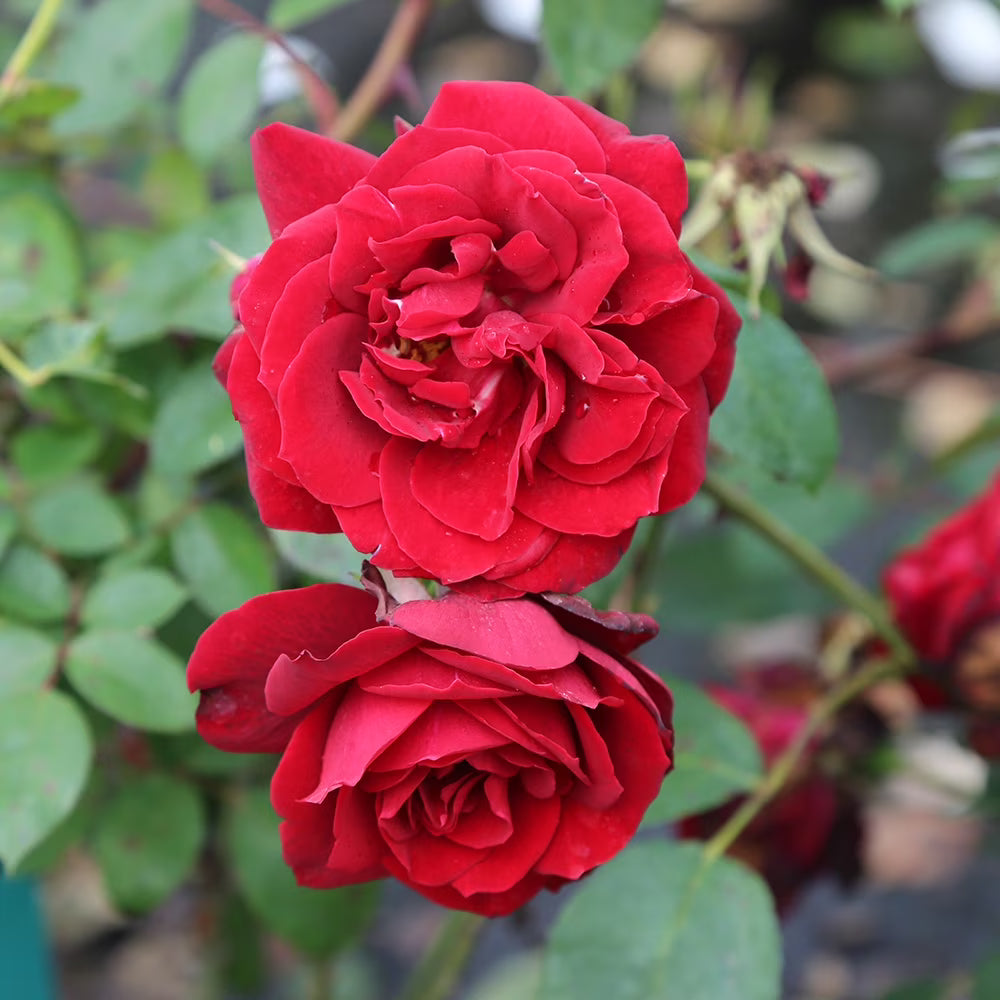 Pink Red Climbing Rose Flower seeds for Planting Garden Favorite Heirloom & GMO Free Seeds for Home Garden