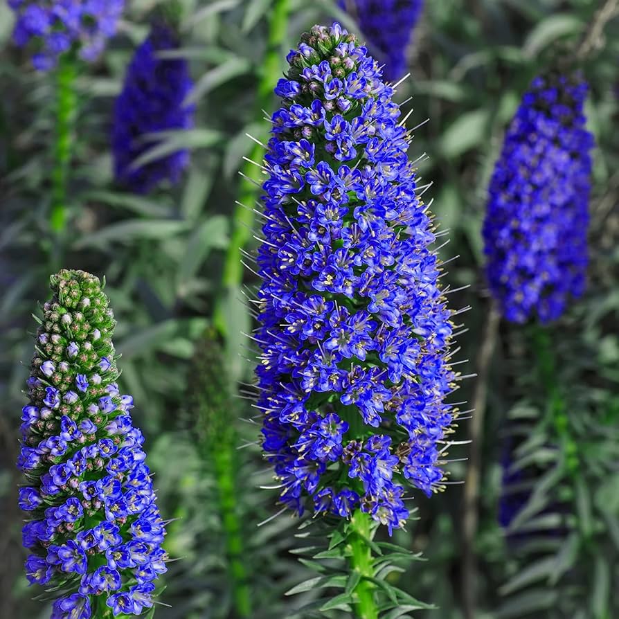 Purple Madeira Flower seeds for Planting Cut Flower Favorite Heirloom & GMO Free Seeds for Home Garden