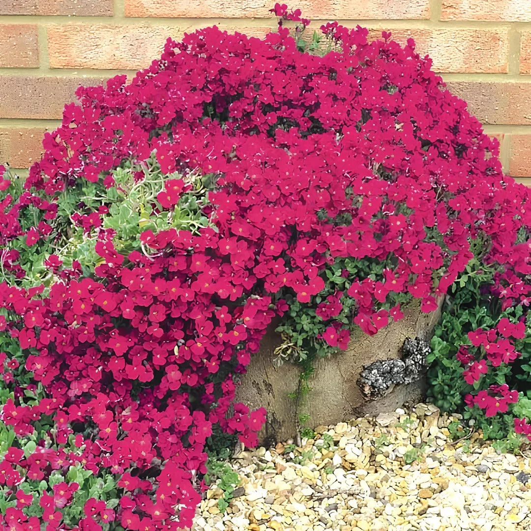 Pink Creeping Thyme flower seeds for planting in home gardens