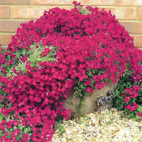 Pink Creeping Thyme flower seeds for planting in home gardens