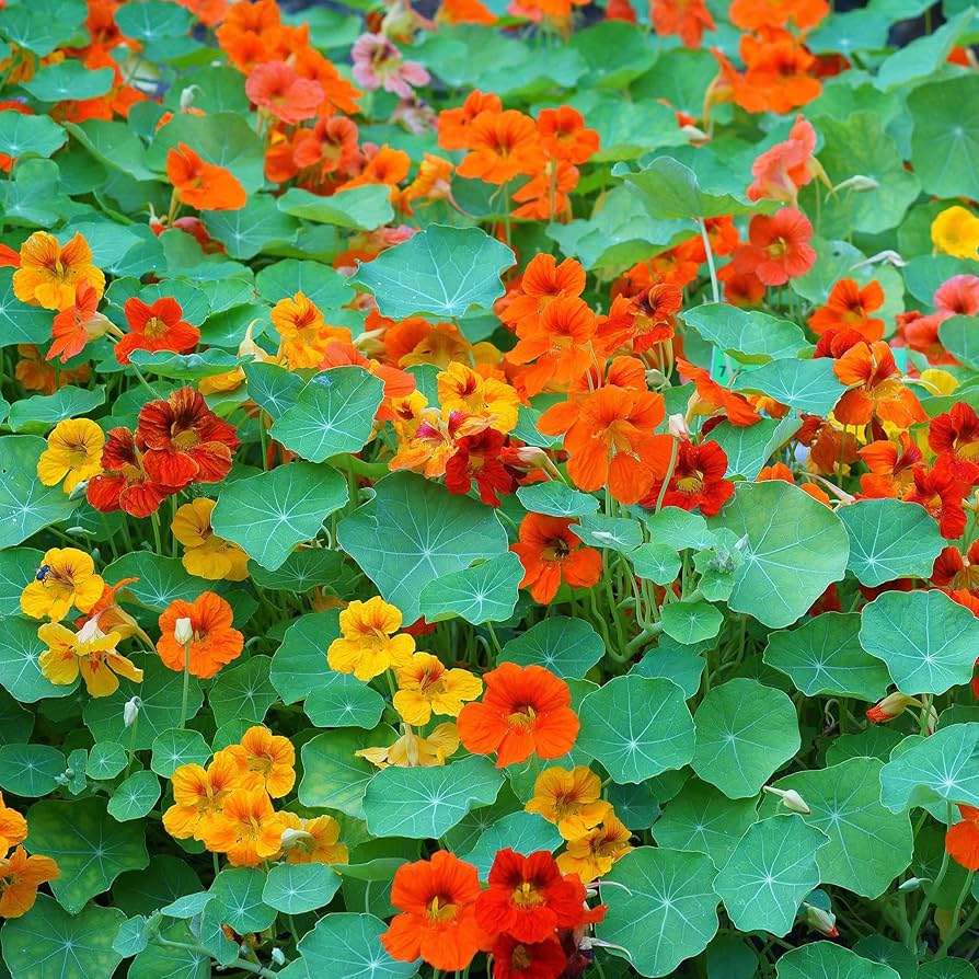 Nasturtium Tropaeolum Majus Flower Seeds