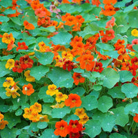 Nasturtium Tropaeolum Majus Flower Seeds