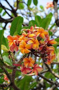 Orangen Plumeria Plumeria spp Flower Seeds for Planting in Tropical Garden