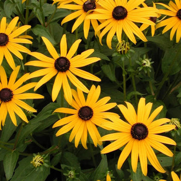 Fulgida Flower seeds for Planting Colorful Display Heirloom & GMO Free Seeds for Home Garden